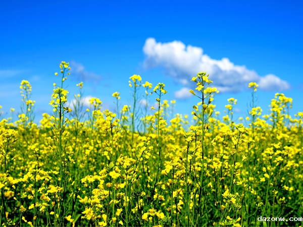 旅游服务与管理专业人才培养方案