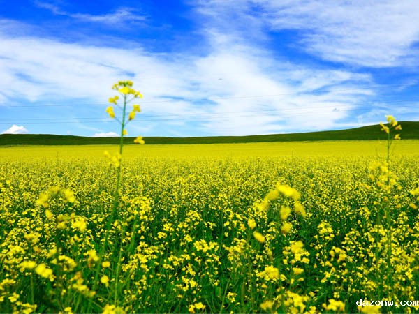 渝供机纪2号(《关于深入群众身边的不正之风和腐败问题专项整治工作方案》的通知)